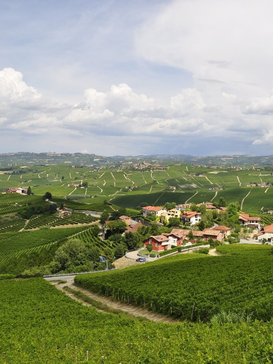 Colline e vigneti delle Langhe